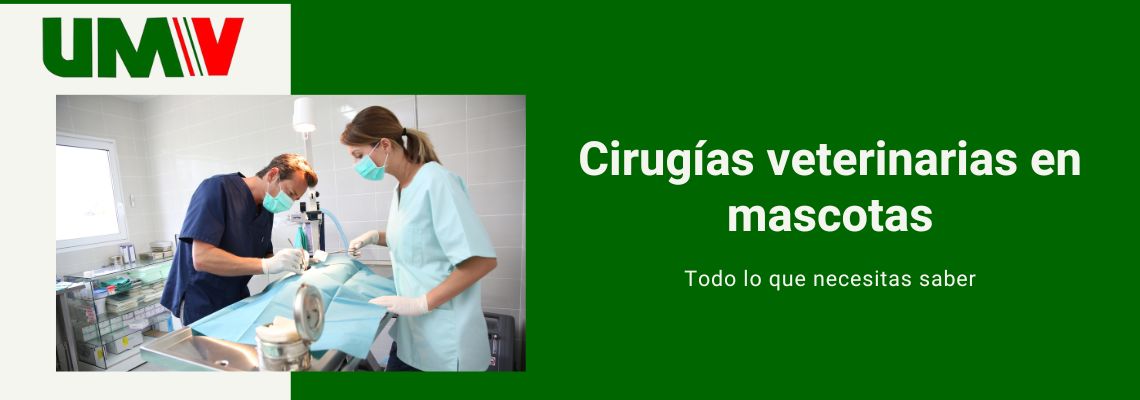 Cirugías veterinarias mascostas